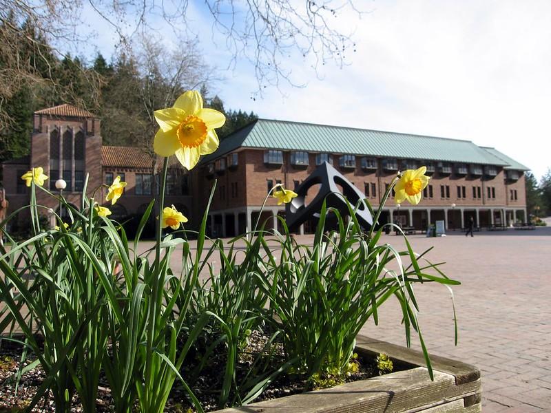 Miller Hall with Daffodils